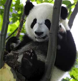 Giant Panda in a tree. Photo by Zhang Zhihe.